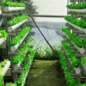 cara menanam hidroponik