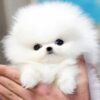 Profile picture of Vanya