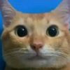 Profile picture of Biyan